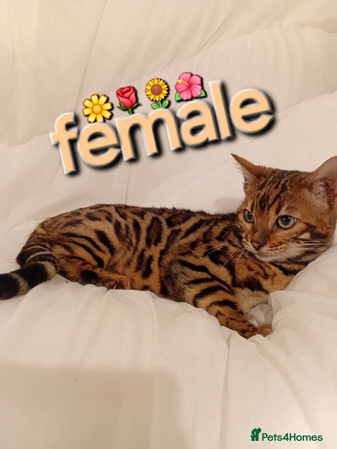 Bengal cats for sale: Kittens Bengal Pedigree tree blood line - Advert 1