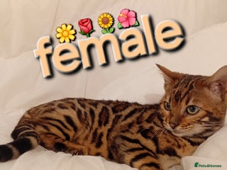 Bengal cats Kittens Bengal Pedigree tree blood line - Advert 8