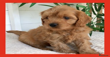 Cavapoo dogs - Advert 10