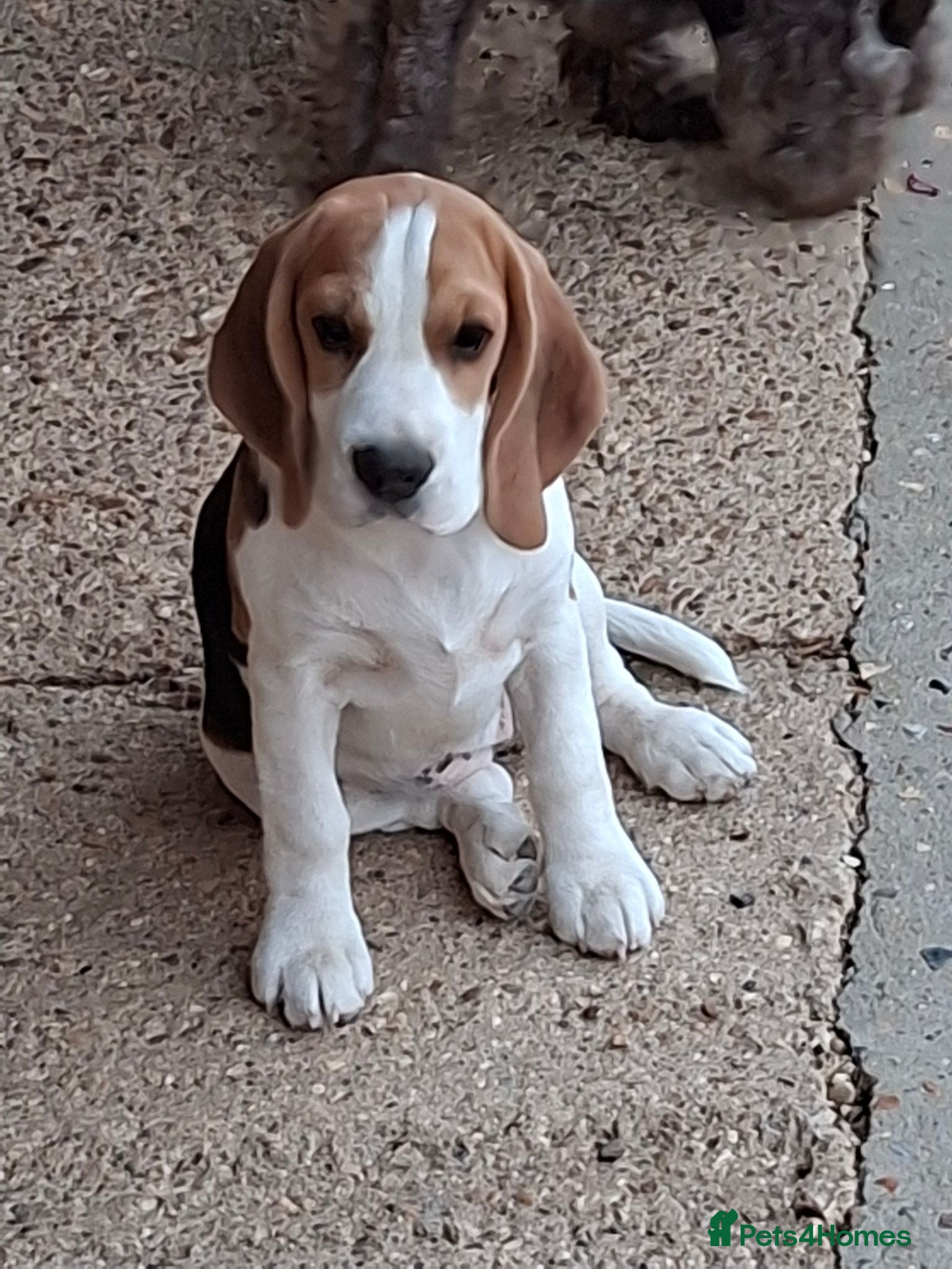 Beagle dogs KC registered Beagle Puppies - Advert 1