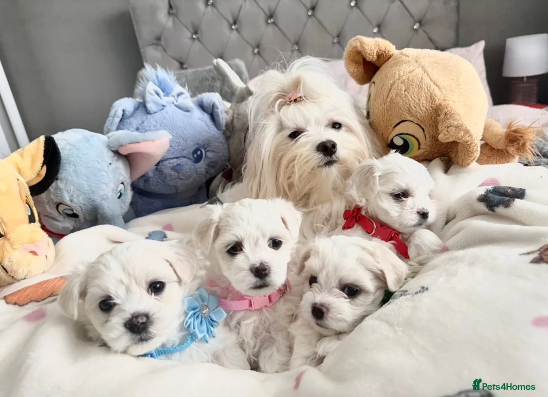 Maltese dogs for sale: GORGEOUS KOREAN MALTESE PUPPIES - Advert 1