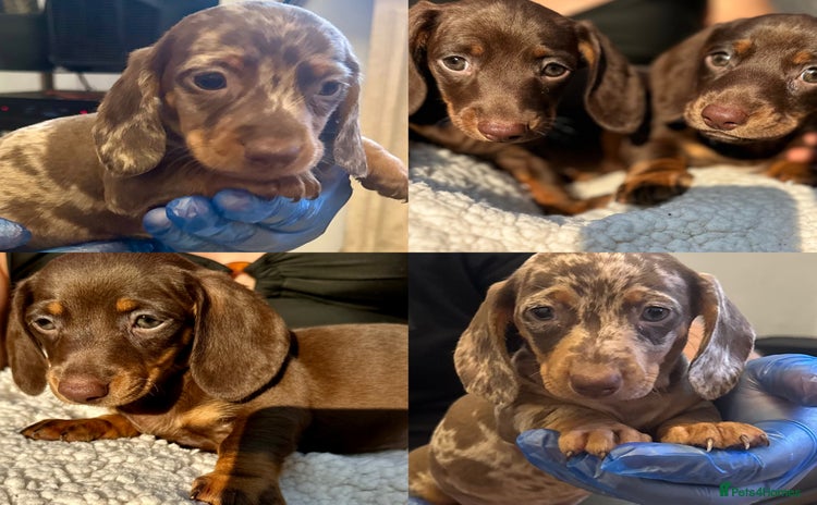 Miniature Dachshund dogs - Advert 9