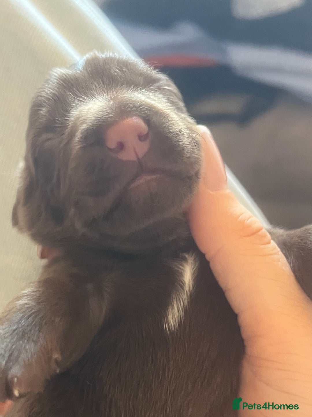 Mixed Breed dogs for sale: DAXIPOO PUPPIES  - Image 14