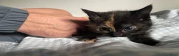 Mixed Breed cats for sale: Mixed kittens  in Runcorn - Advert 9