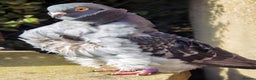 Pigeons birds for sale: Pigeons [Semi Hand-Raised] - Fancy & Racing Breeds - Advert 20