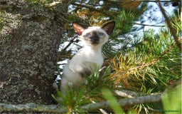 Siamese cats for sale: Siamese Kittens - Image 5