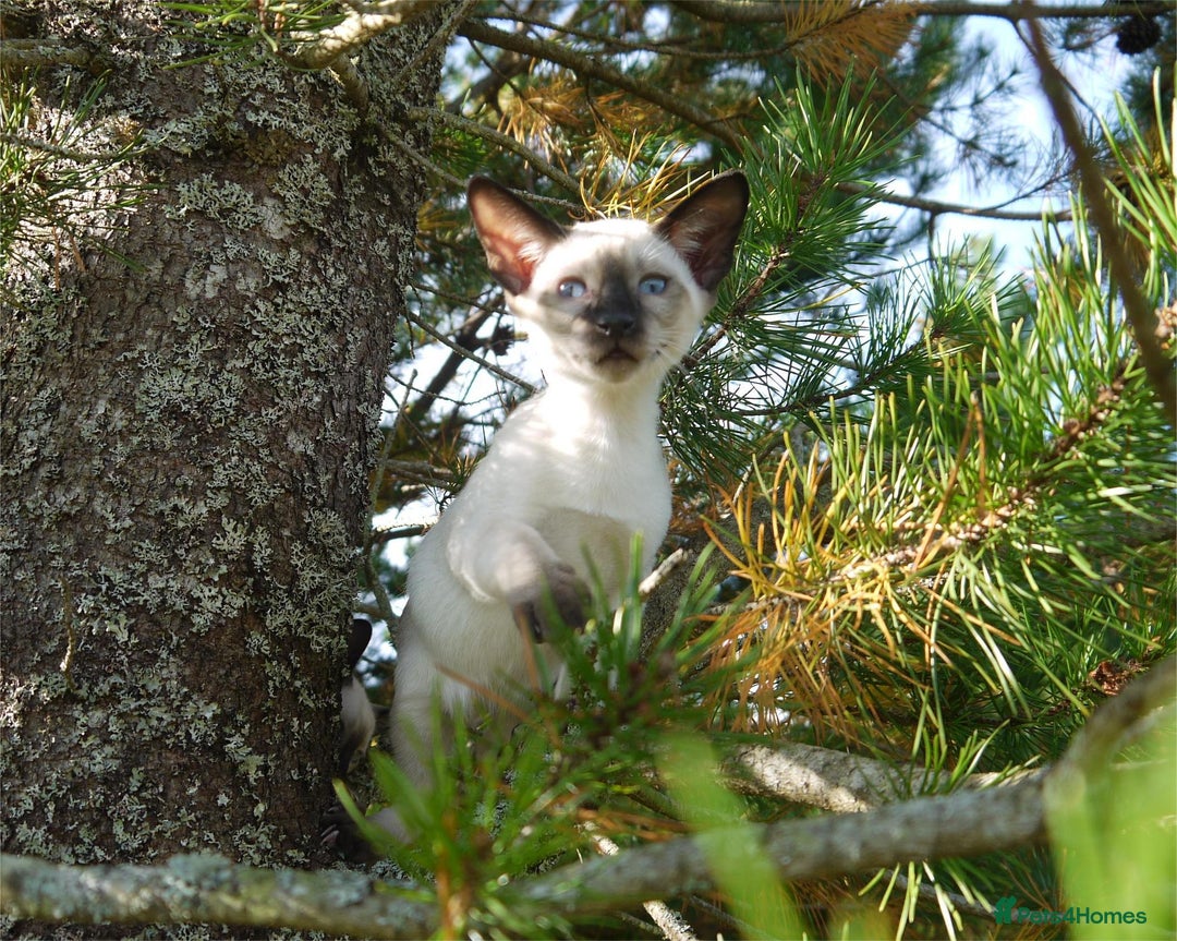 Siamese cats for sale: Siamese Kittens - Image 5