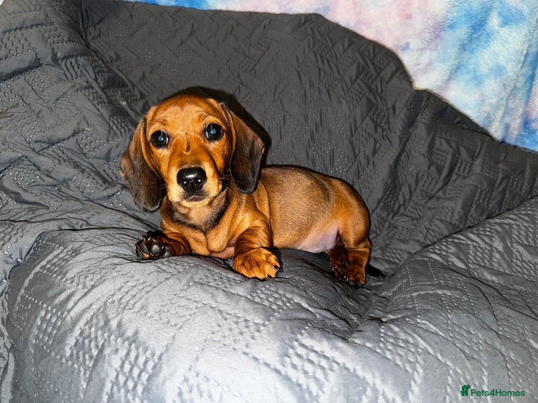 Dachshund dogs for sale: READY NOW - DACHSHUND PUPPIES - Image 9
