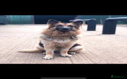 Mixed Breed dogs for sale: Ultimate Family Companion Dogs  - Image 8
