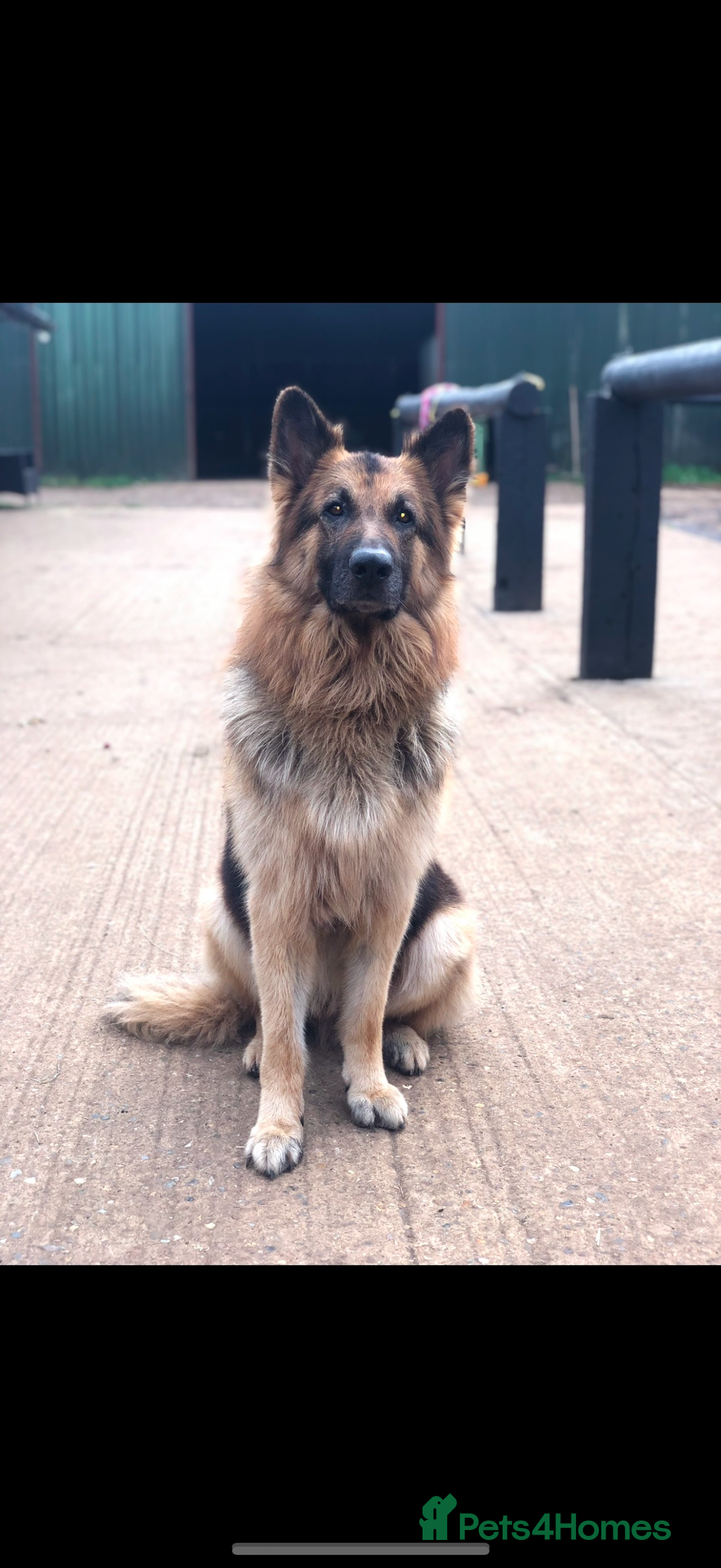 Mixed Breed dogs for sale: Ultimate Family Companion Dogs  - Image 8
