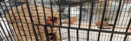 Finches birds for sale: Star Finches For Sale Located Rowlands Gill in Rowlands Gill - Advert 1