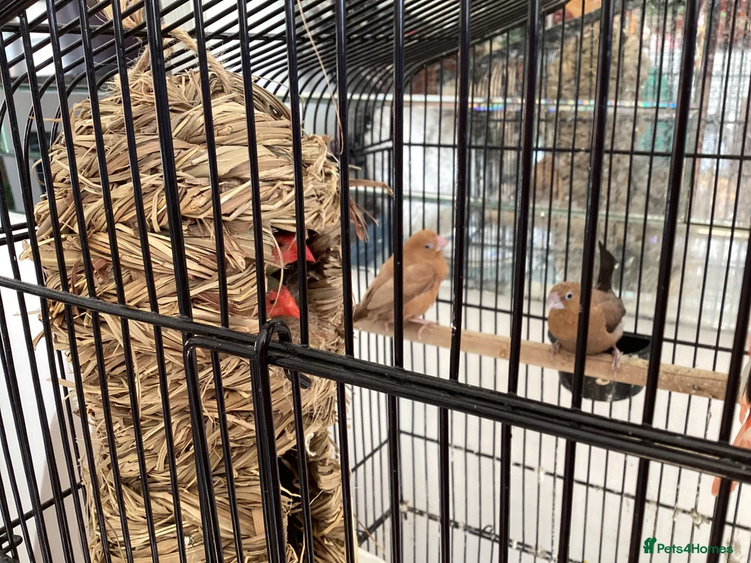 Finches birds for sale: Star Finches For Sale Located Rowlands Gill in Rowlands Gill - Advert 1