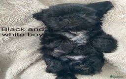 Shih Tzu dogs for sale: Shih Tzu puppies for sale  - Advert 5