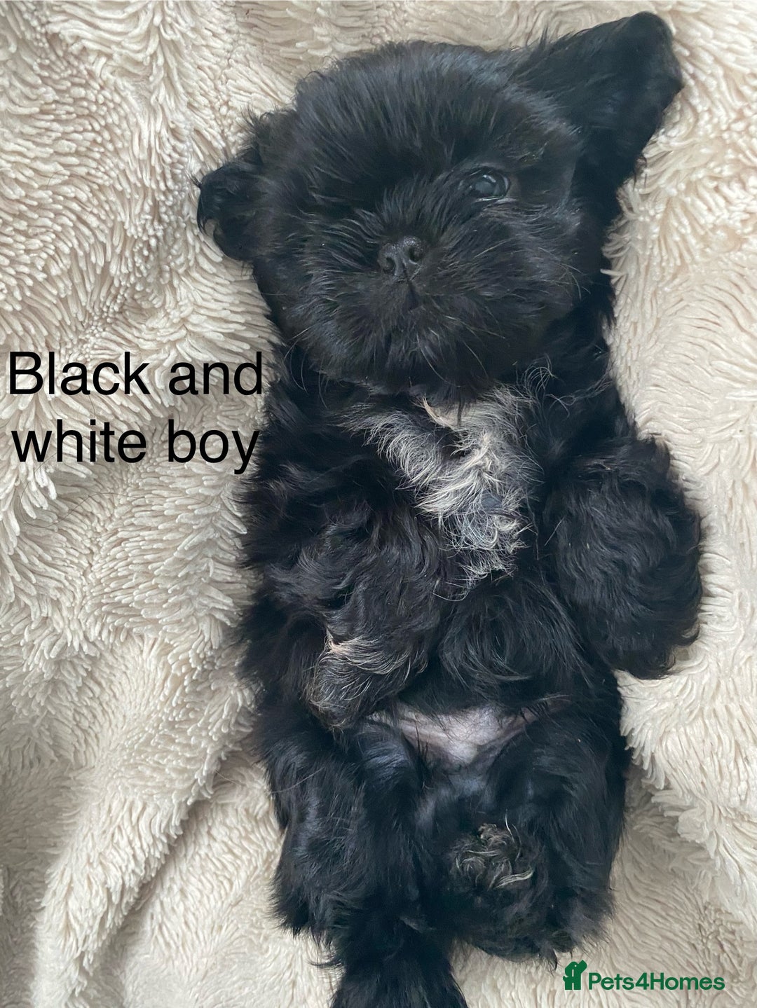 Shih Tzu dogs for sale: Shih Tzu puppies for sale  - Advert 5