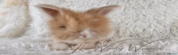 Angora rabbits for sale: FULLY VACCINATED ANGORA BROTHERS  - Advert 20