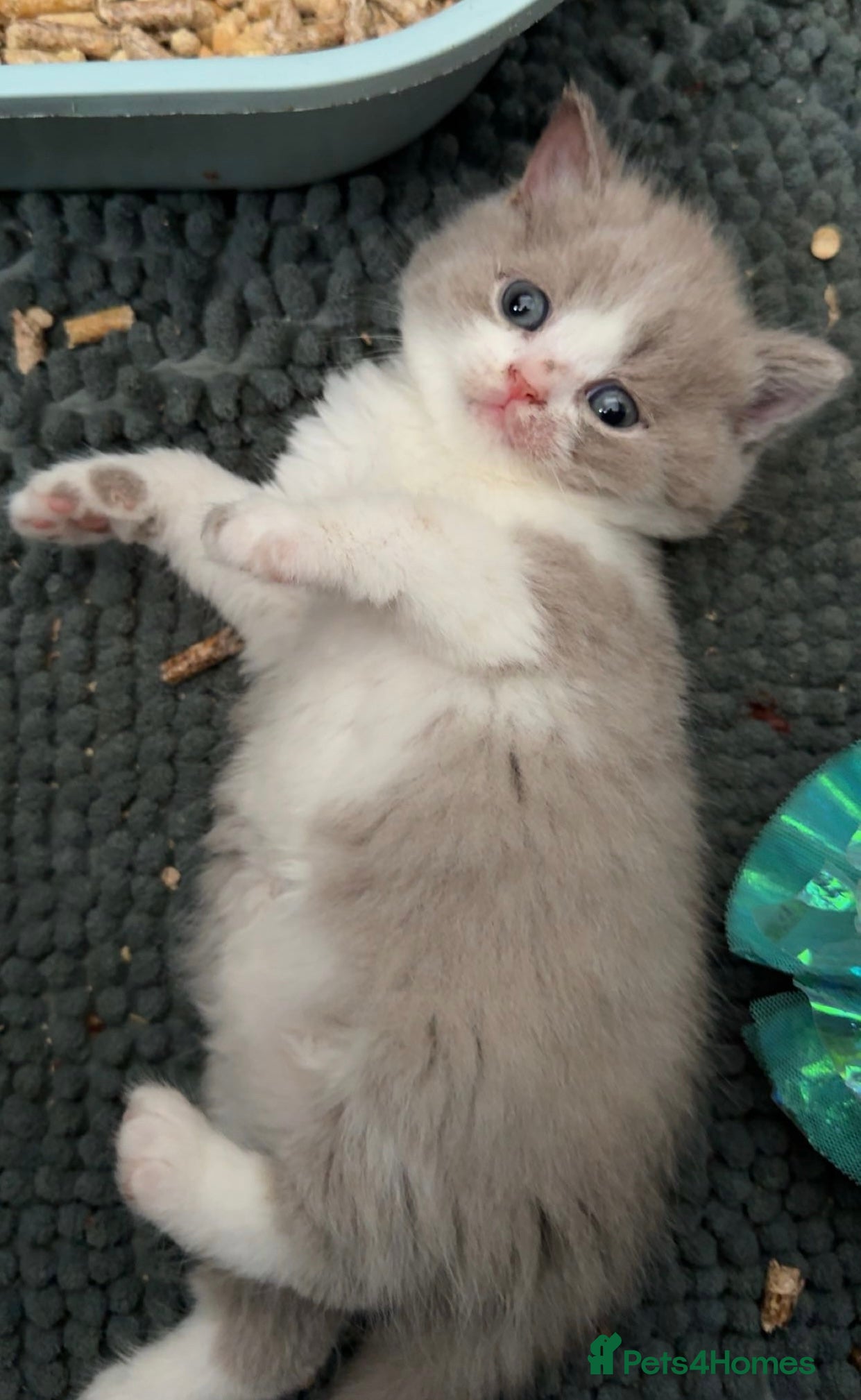 British Shorthair cats Chunky registered BSH kittens 🧸  - Advert 18