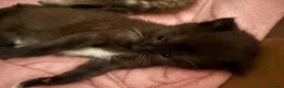 Mixed Breed cats for sale: Mixed breed kittens  in Selby - Advert 6