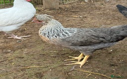 Chickens poultry for sale: Cream leg bar 2 hens and 1 cockerel in Tavistock - Image 5