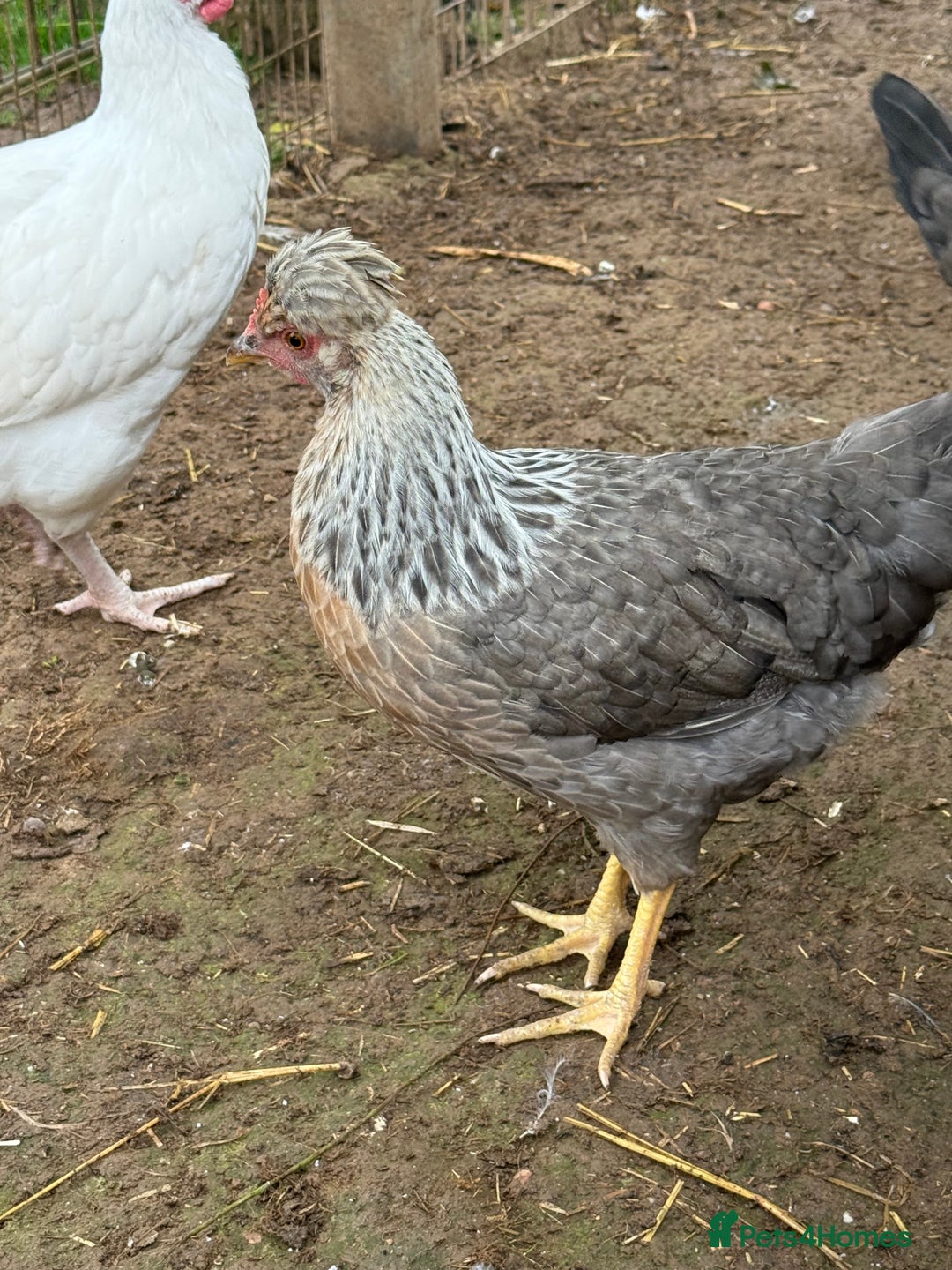 Chickens poultry for sale: Cream leg bar 2 hens and 1 cockerel in Tavistock - Image 5