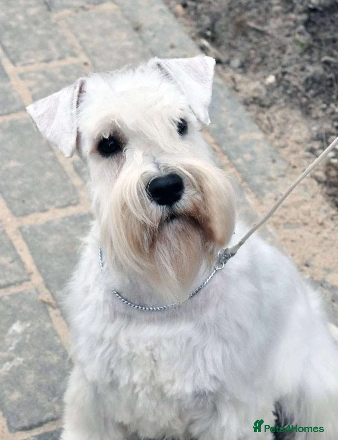 Miniature Schnauzer dogs for sale: Kc Reg  Miniature Schnauzer puppies - Advert 2