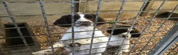 English Springer Spaniel dogs for sale: Springer Puppies for Sale - Advert 6