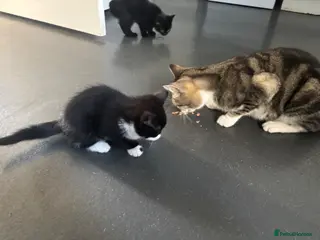 Domestic Shorthair cats 2 female kittens. - Advert 10