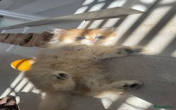 British Longhair cats for sale: STUNNINGLY BEAUTIFUL RARE GOLDEN BRITISH LONGAHIR  - Image 8