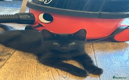 Mixed Breed cats for sale: 3 Black/brown striped Tabby cross Kittens  - Image 12