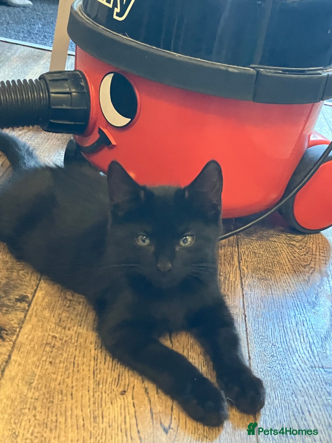 Mixed Breed cats for sale: 3 Black/brown striped Tabby cross Kittens  - Image 12