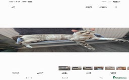 Bengal cats for stud: Proven Snow Bengal for studd in Southampton - Image 31