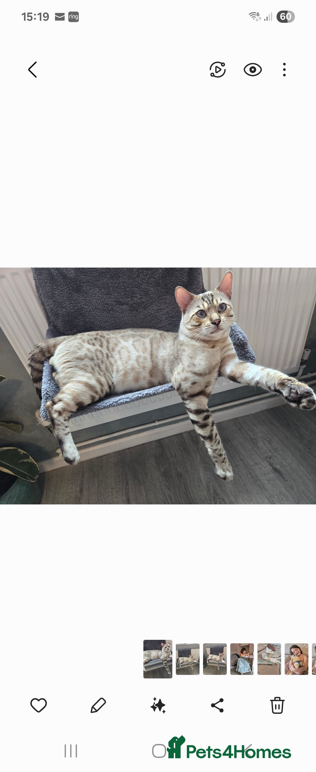 Bengal cats for stud: Proven Snow Bengal for studd in Southampton - Image 31
