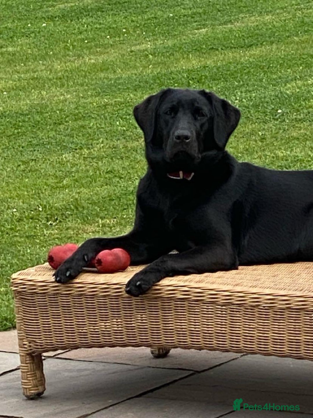 Labrador Retriever dogs for sale: Black and yellow Labrador puppies  - Advert 3