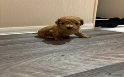 Maltipoo dogs for sale: 🐾 Adorable Maltipoo Puppies 🐾  - Image 17