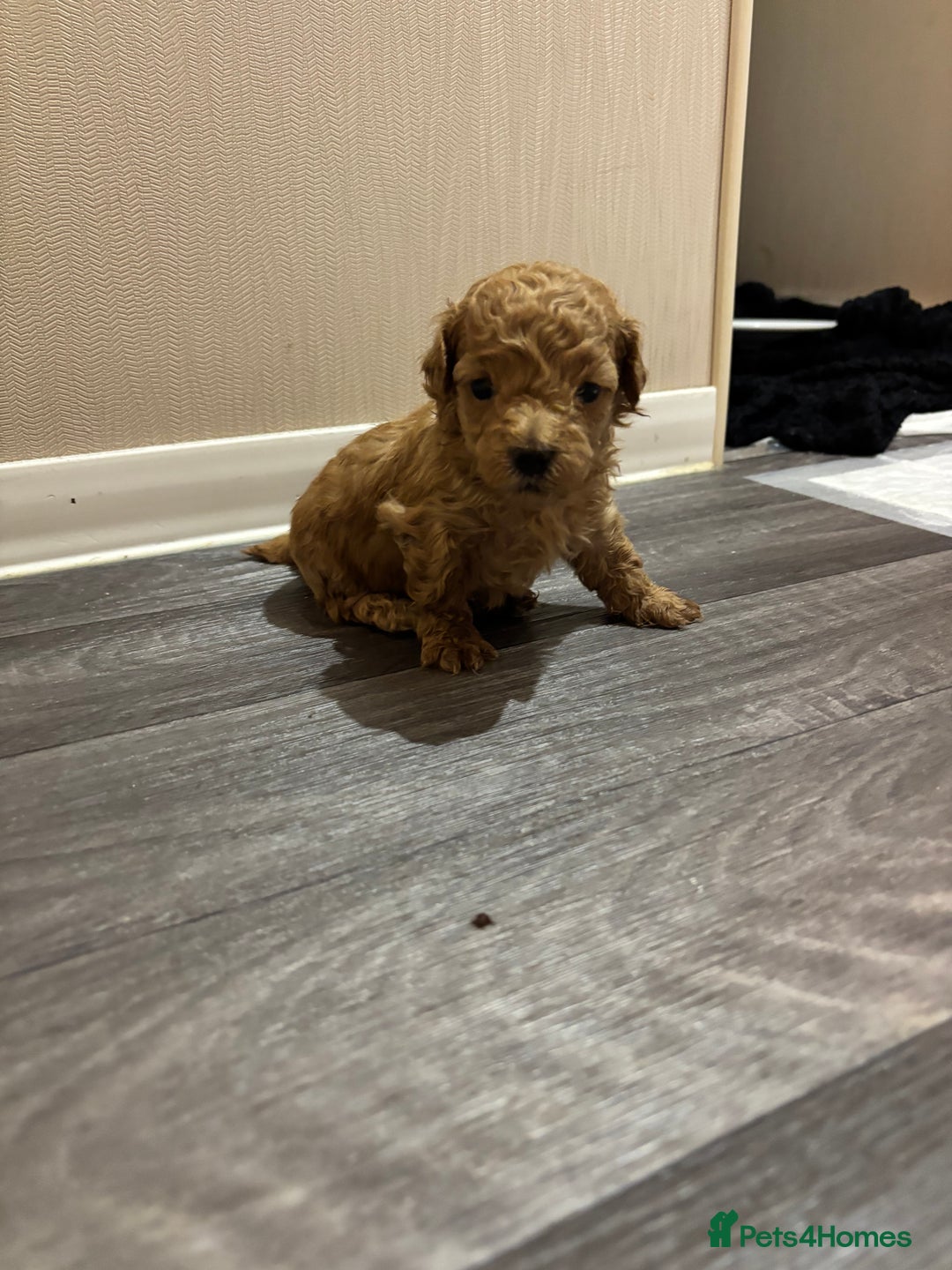 Maltipoo dogs for sale: 🐾 Adorable Maltipoo Puppies 🐾  - Image 17