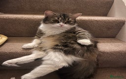 Persian cats for sale: Persian X babies - READY NOW - Image 9