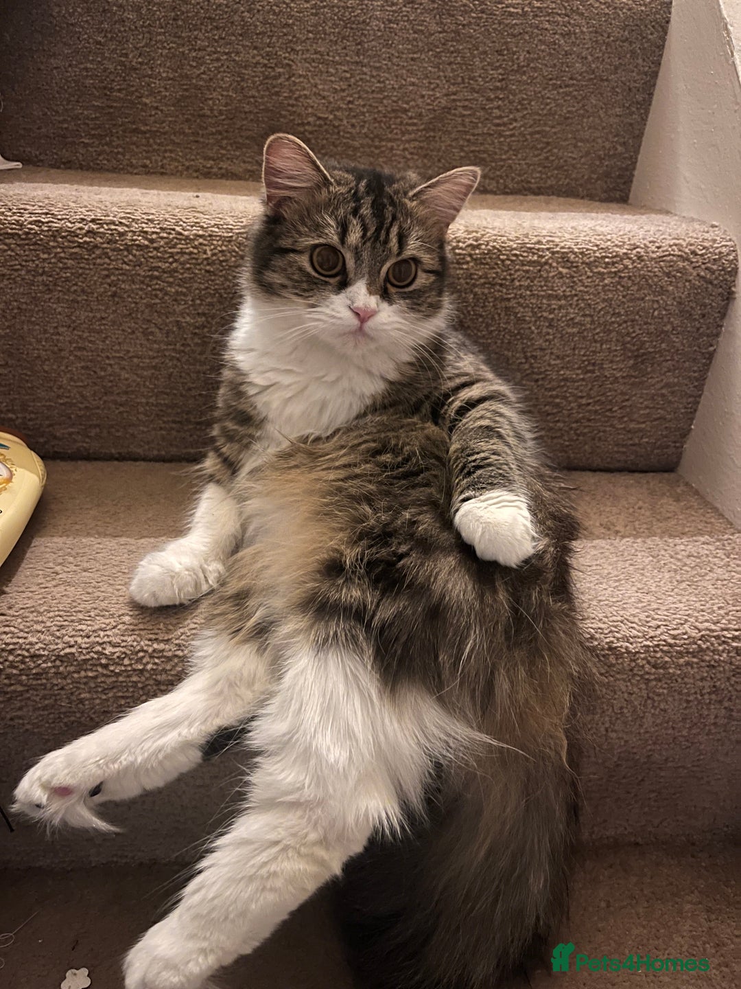 Persian cats for sale: Persian X babies - READY NOW - Image 9