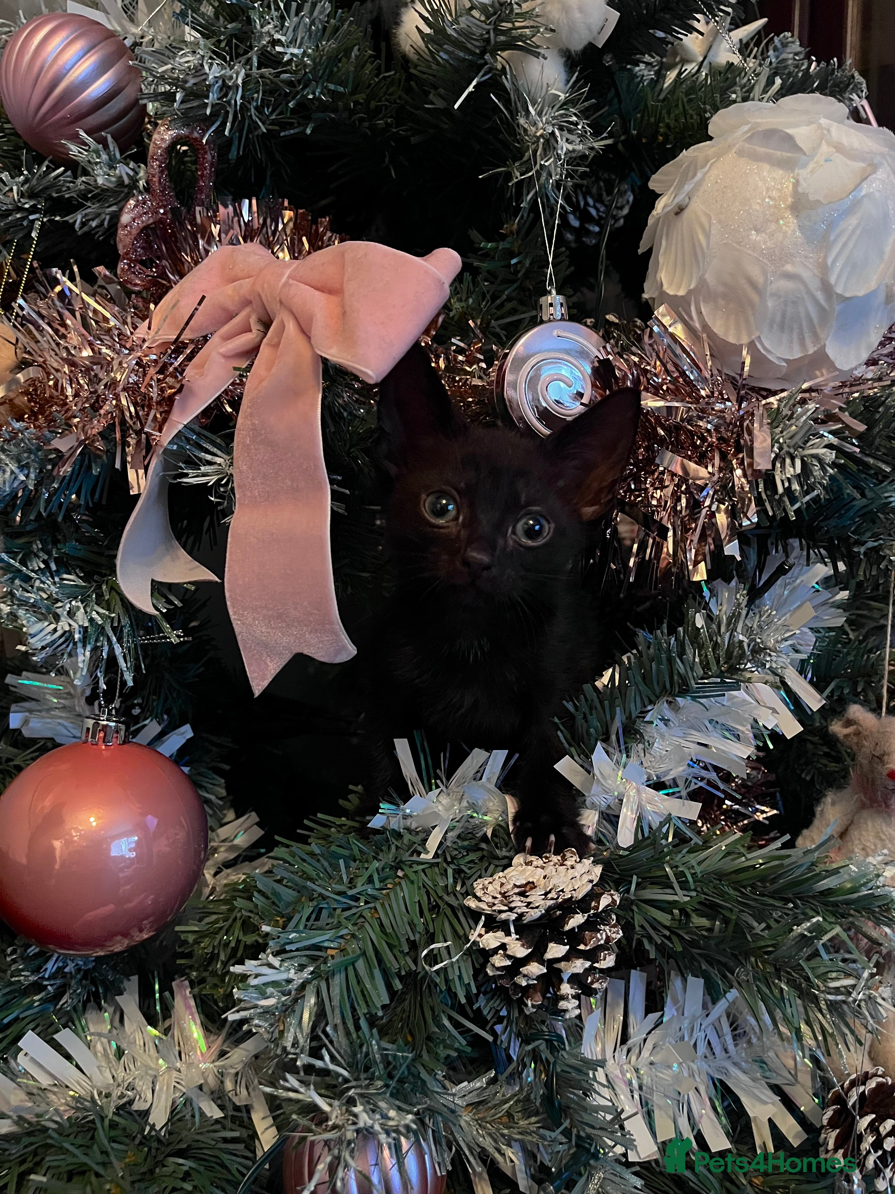 Mixed Breed cats Kittens for Christmas! - Advert 1