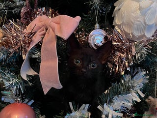 Mixed Breed cats Kittens for Christmas! - Advert 1