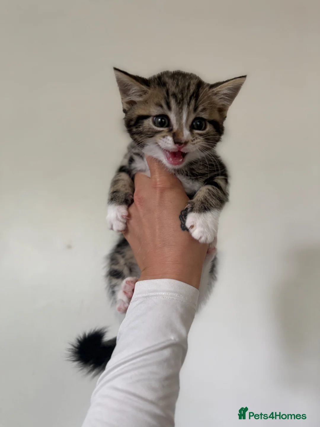 Mixed Breed cats for sale: Kittens ready to go  - Advert 1