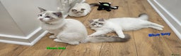 Ragdoll cats for sale: Pedegree Active Gccf 2 boys left  - Advert 31