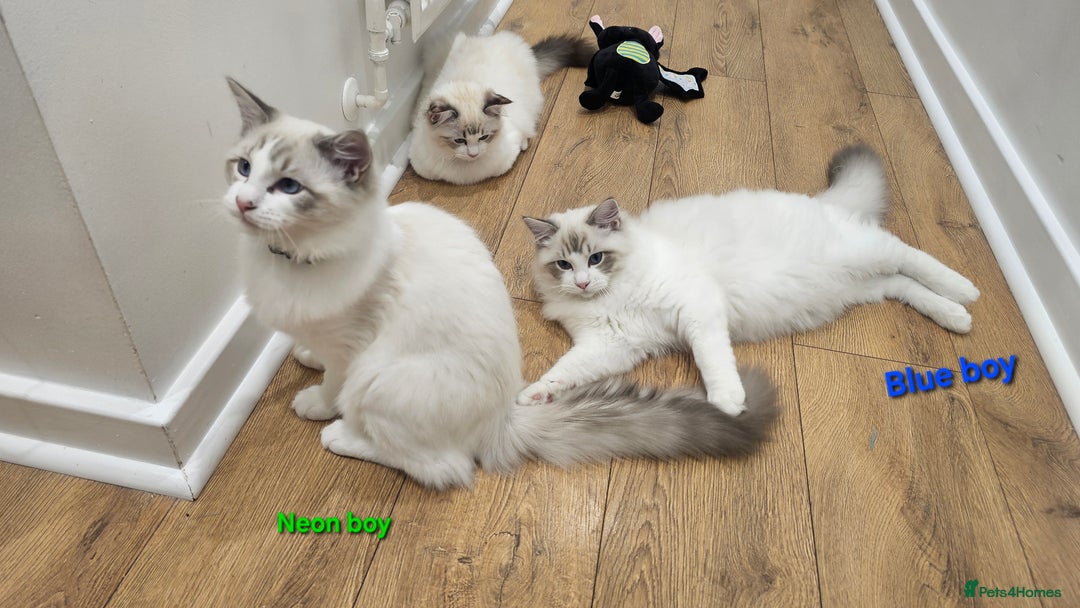 Ragdoll cats for sale: Pedegree Active Gccf 2 boys left  - Advert 31