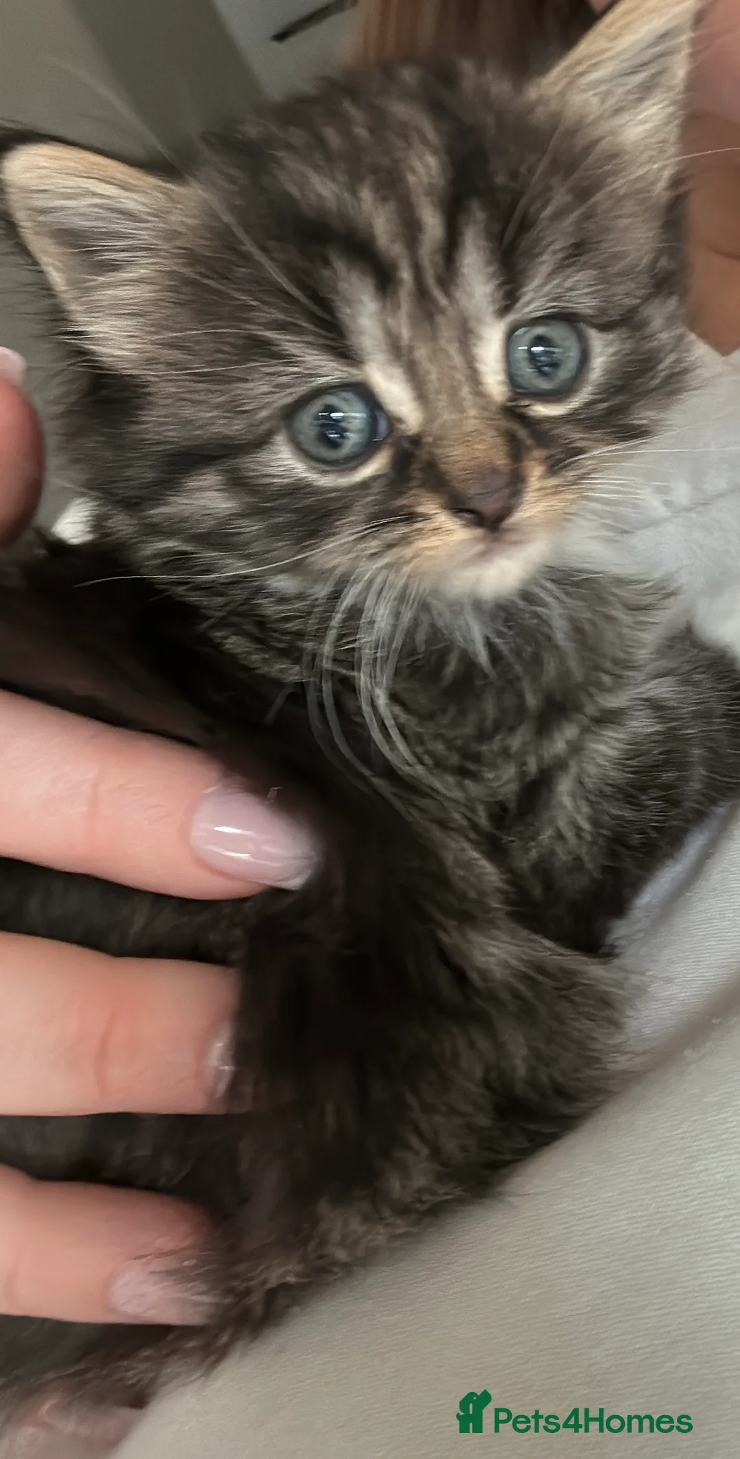 Mixed Breed cats for sale: 5 kittens looking for homes  in Derby - Advert 2