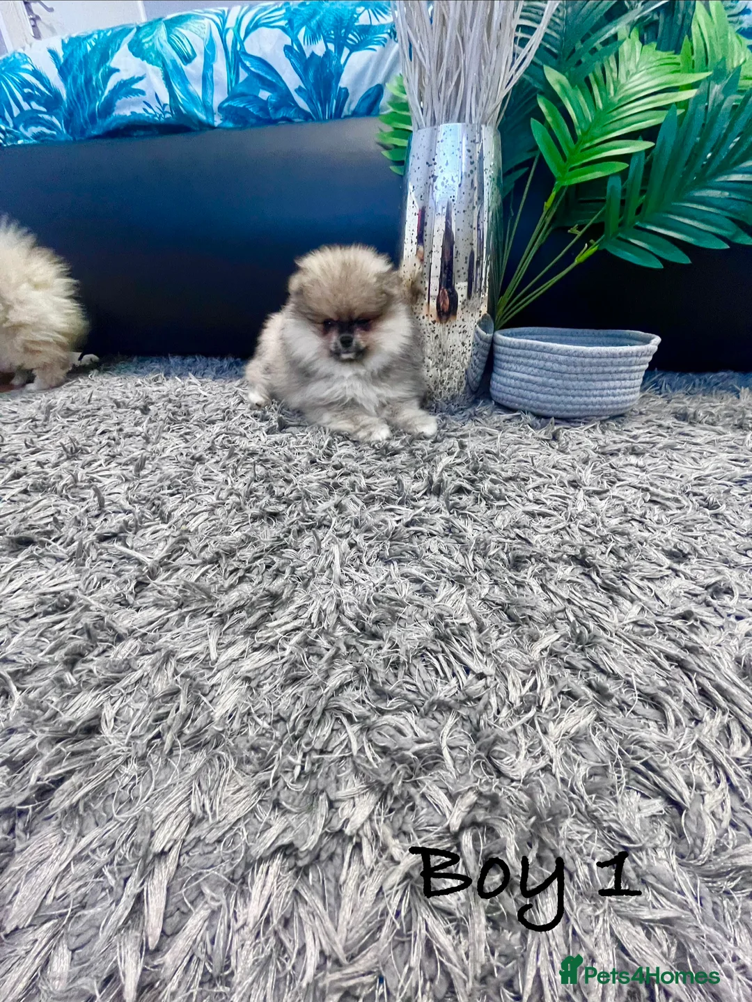 Pomeranian dogs for sale: Top Quality 🐻 Teddy Face  - Advert 7