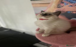 Ragdoll cats for sale: 💙1 stunning Ragdoll boy available 💙 - Image 2