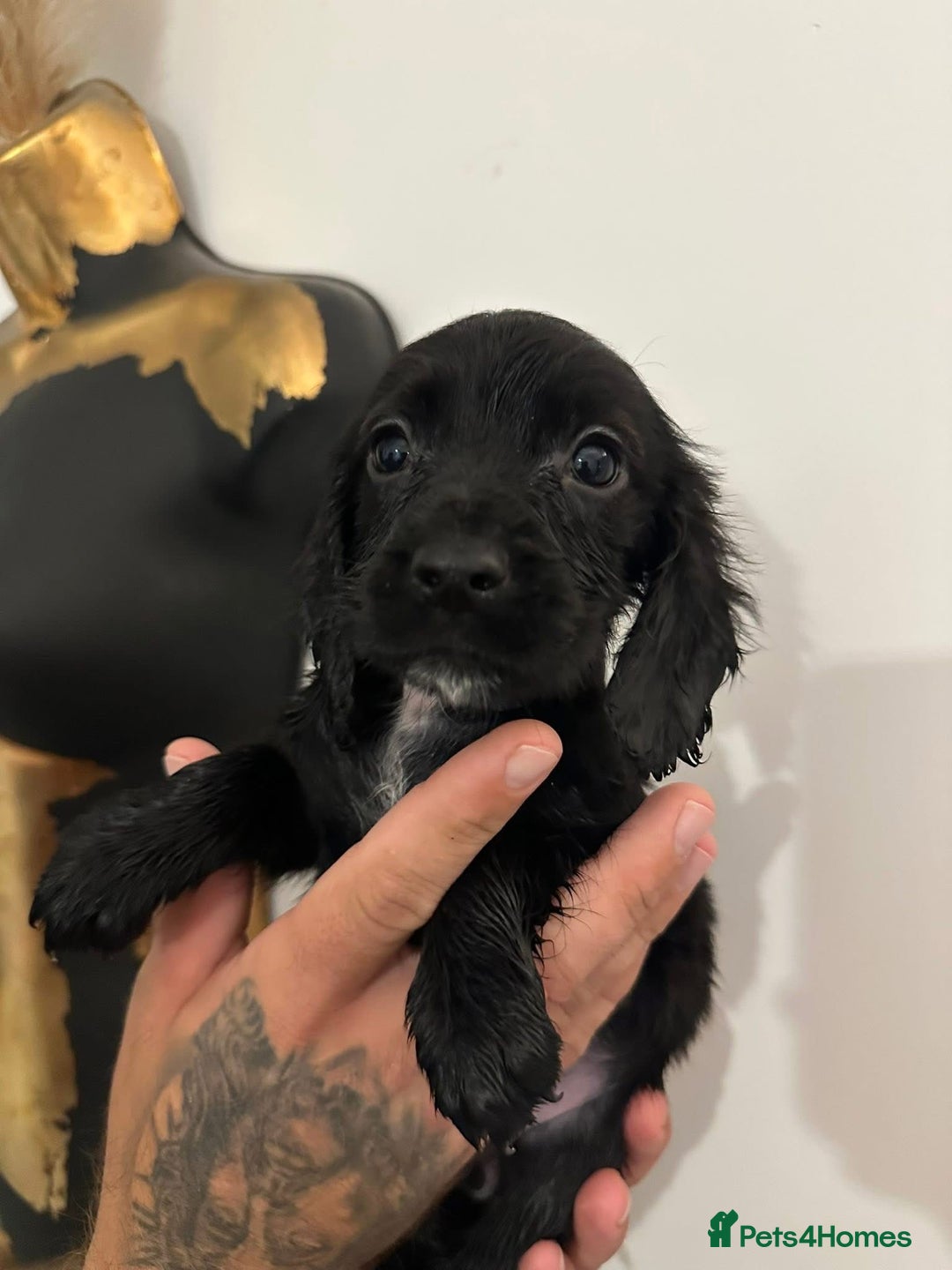 Sprocker dogs for sale: Sprocker puppies  - Image 22