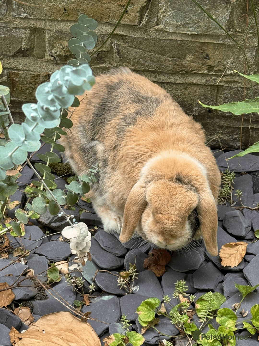 Mini Lop rabbits for sale: Bonded pair mini lop rabbits - Image 10