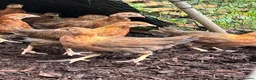 Chickens poultry for sale: Stunning Wellsummers hens  - Advert 10