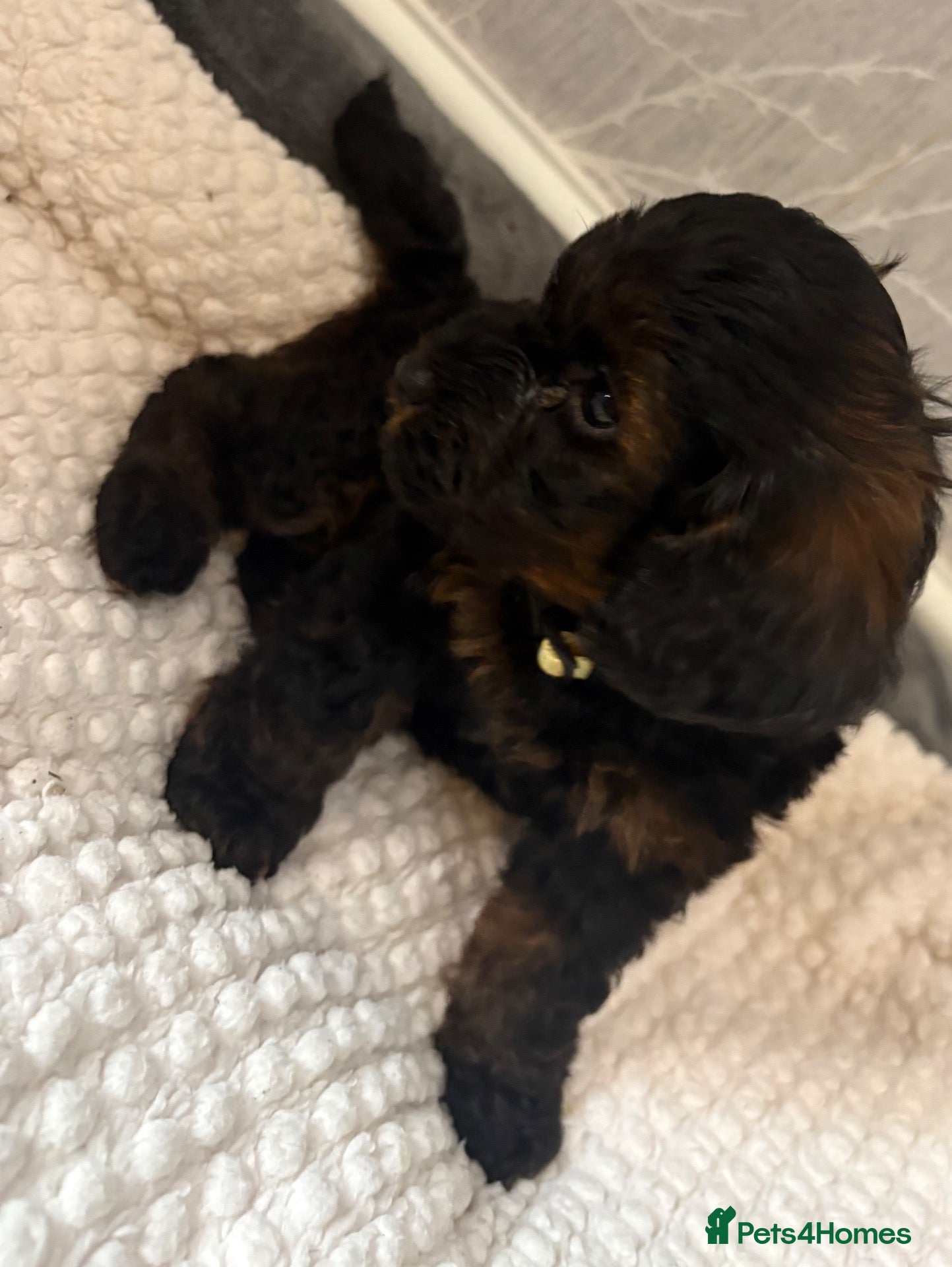 Cockapoo dogs Stop scrolling we have perfection 👇🐶 - Advert 2