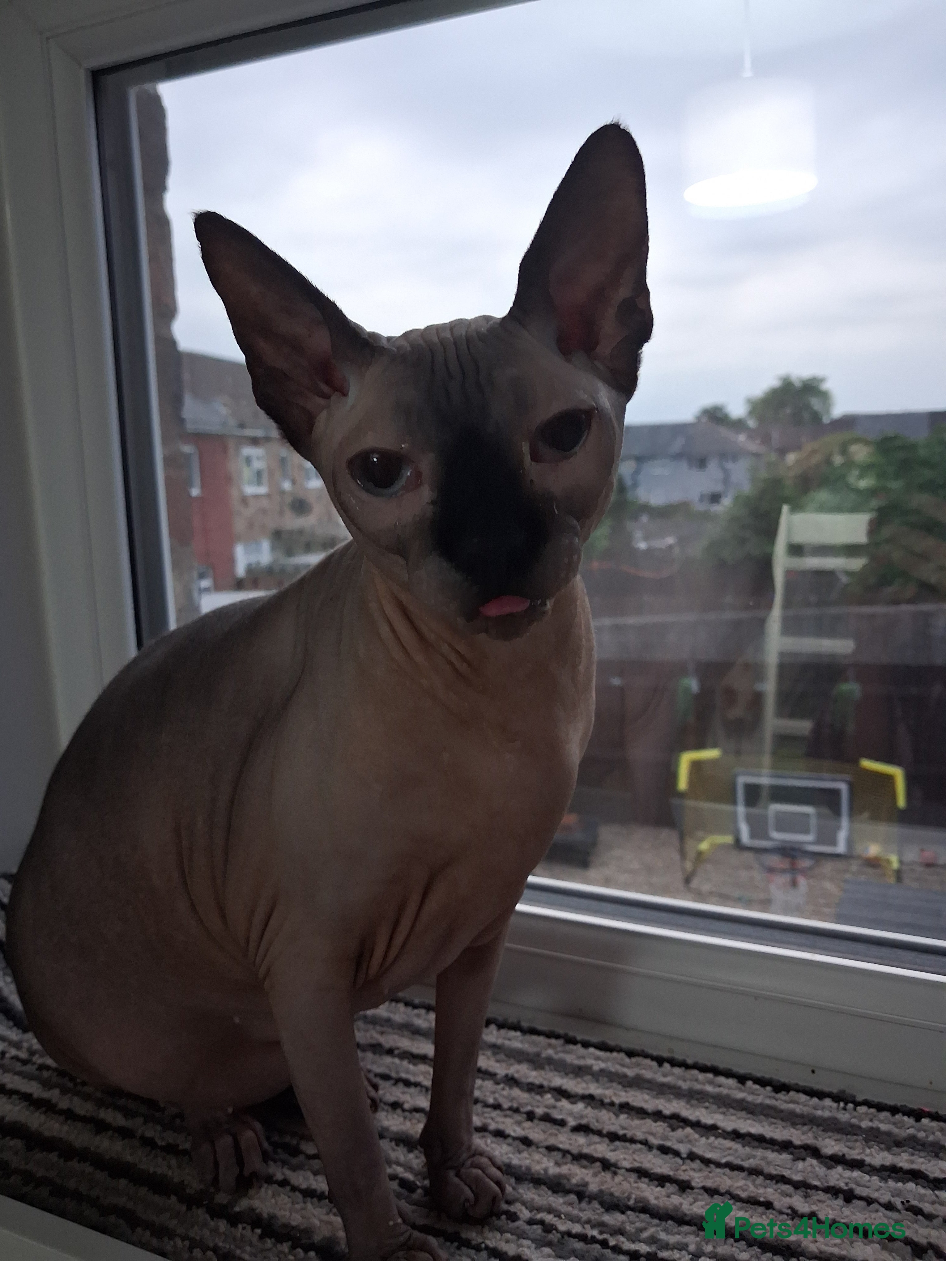 Sphynx cats Two sphynx cats for rehome - Advert 2