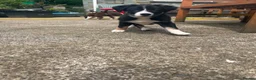 Border Collie dogs for sale: Border collie puppies - Advert 4